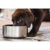 Yeti Boomer 4 Dog Bowl